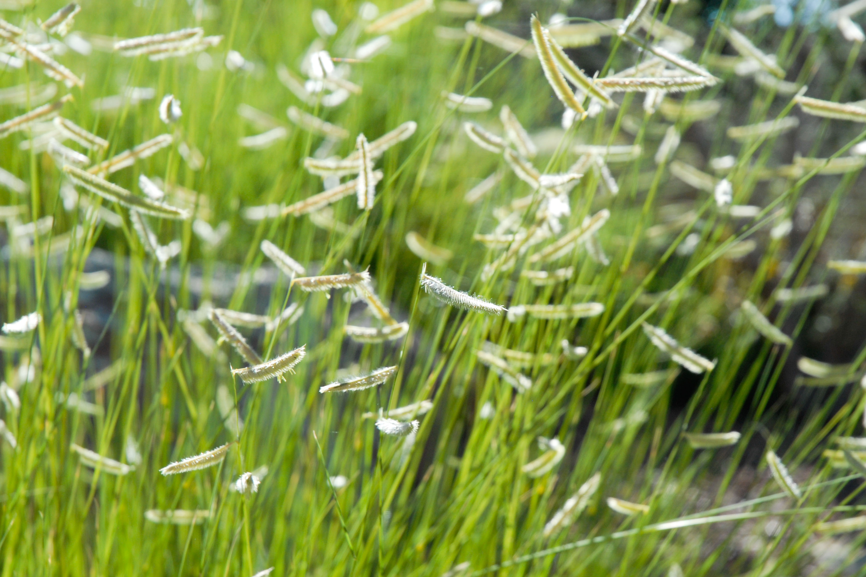 Blonde Ambition Blue Grama Grass